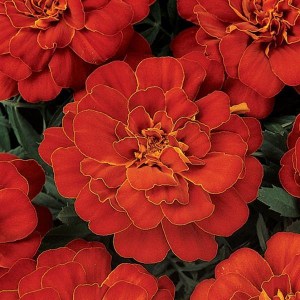 Тагетис отклоненный Durango Red3